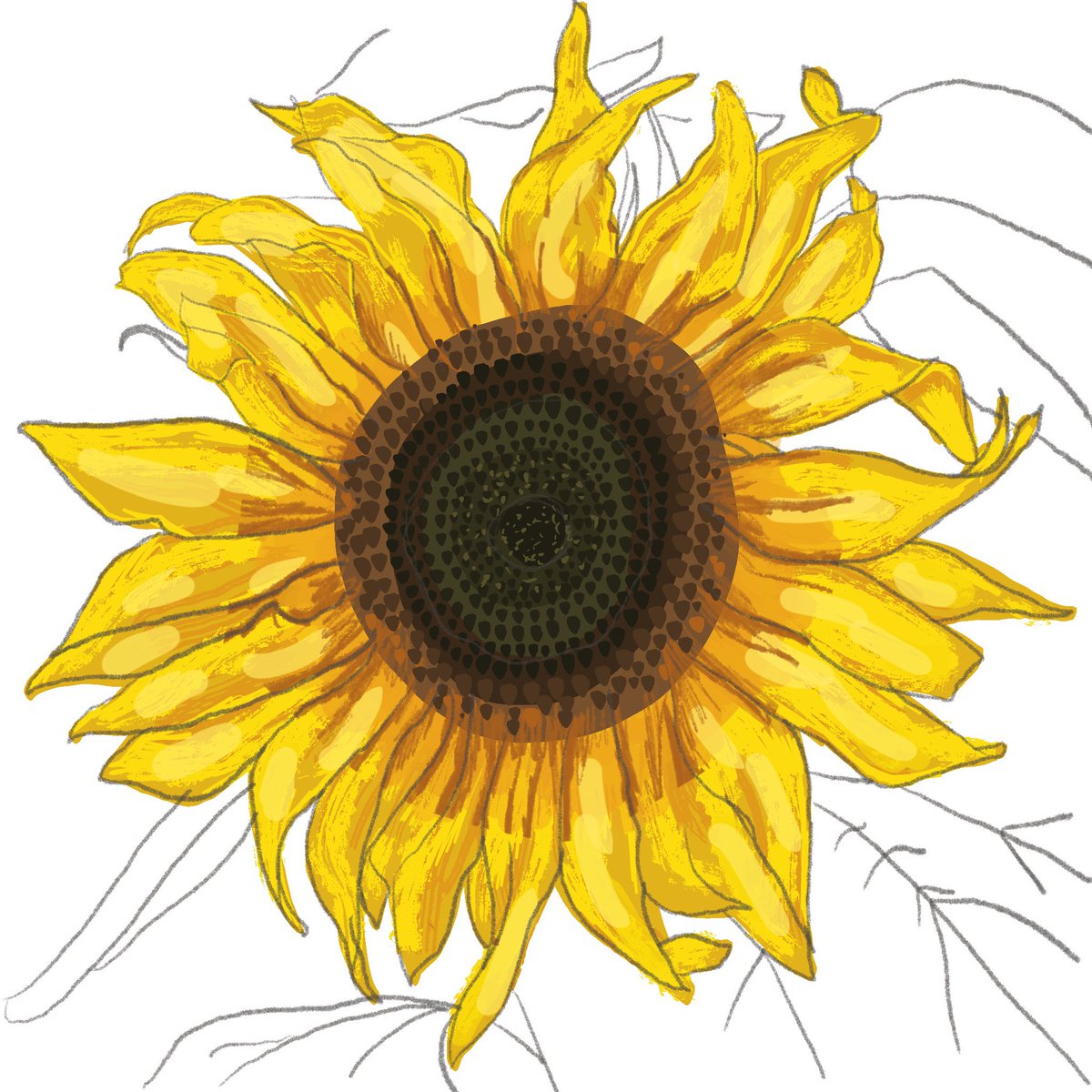 JennieWakelin's tweet photo. I’ve started doodling this sunflower 🌻 as I felt a little helpless in regards to the Ukraine 🇺🇦 but I’m thinking now I might get it printed as a charity greetings card when it’s finished 💌☺️ #Procreate #ArtForUkraine #SunflowersForUkraine https://t.co/kN9hJ1bEeS