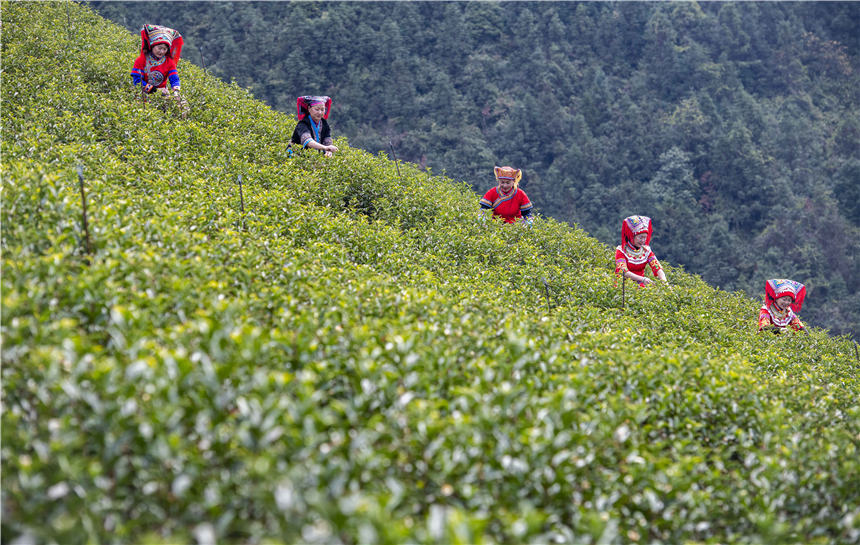 PDChinaLife's tweet photo. Tea time! Farmers seize the time to pick spring tea in Jianghua Yao Autonomous County in central China's Hunan Province, filling the verdant tea gardens with laughter and colors. https://t.co/32rUD8XGRx