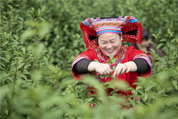 PDChinaLife's tweet photo. Tea time! Farmers seize the time to pick spring tea in Jianghua Yao Autonomous County in central China's Hunan Province, filling the verdant tea gardens with laughter and colors. https://t.co/32rUD8XGRx