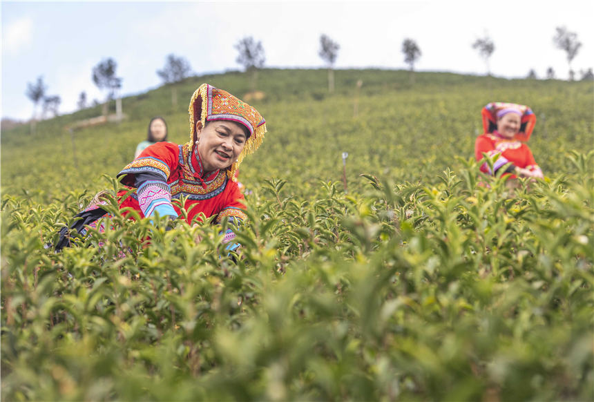 PDChinaLife's tweet photo. Tea time! Farmers seize the time to pick spring tea in Jianghua Yao Autonomous County in central China's Hunan Province, filling the verdant tea gardens with laughter and colors. https://t.co/32rUD8XGRx