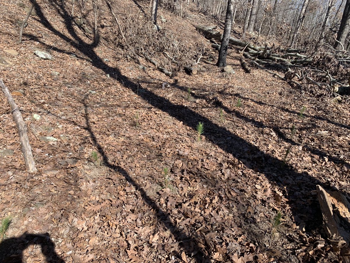 ZacBottoms's tweet image. Got out and got our hands dirty today helping Nana and Pop replant after a much needed cut. A lot of fun and now we can track the growth of trees and see our hard work pay off. #GirlDad #ValueofWork #TheGoodStuff