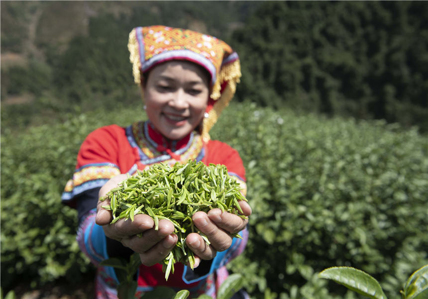 PDChinaLife's tweet photo. Tea time! Farmers seize the time to pick spring tea in Jianghua Yao Autonomous County in central China's Hunan Province, filling the verdant tea gardens with laughter and colors. https://t.co/32rUD8XGRx