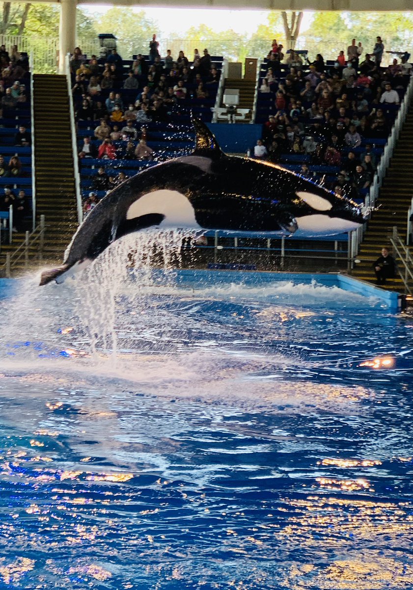 dollarchampagne's tweet photo. Day 1 of Spring Break @SeaWorldtexas was a success. Keep an eye on https://t.co/GiBp9KGXJj for a Things to Do in San Antonio post coming soon #seaworldsanantonio #champagneondeck #texasvacation #familytime #sanantonio https://t.co/61J4vTM76x