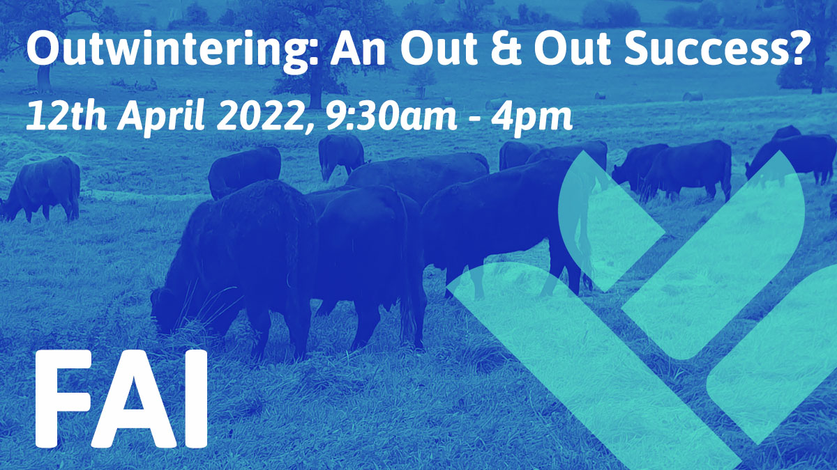 FAIfarms's tweet image. Come spend the day with us on our #regenerative livestock #farm to learn more about the multiple benefits and challenges of #outwintering cattle in a #AMP grazing system eventbrite.co.uk/e/outwintering…