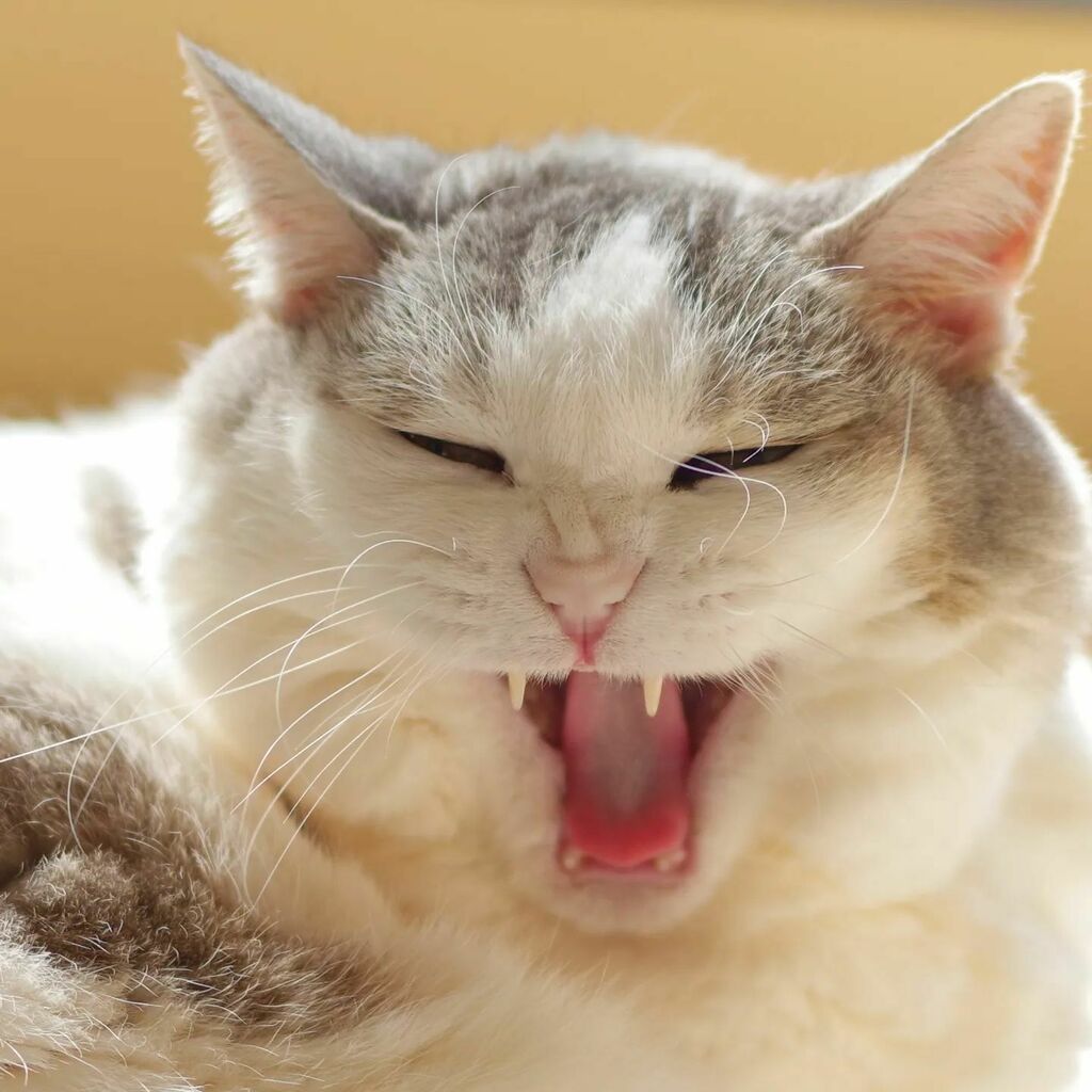 桃にゃん 猫のあくびが好き だが臭い T Co 6qj3fawozg T Co 0qsrjlsjzj Twitter