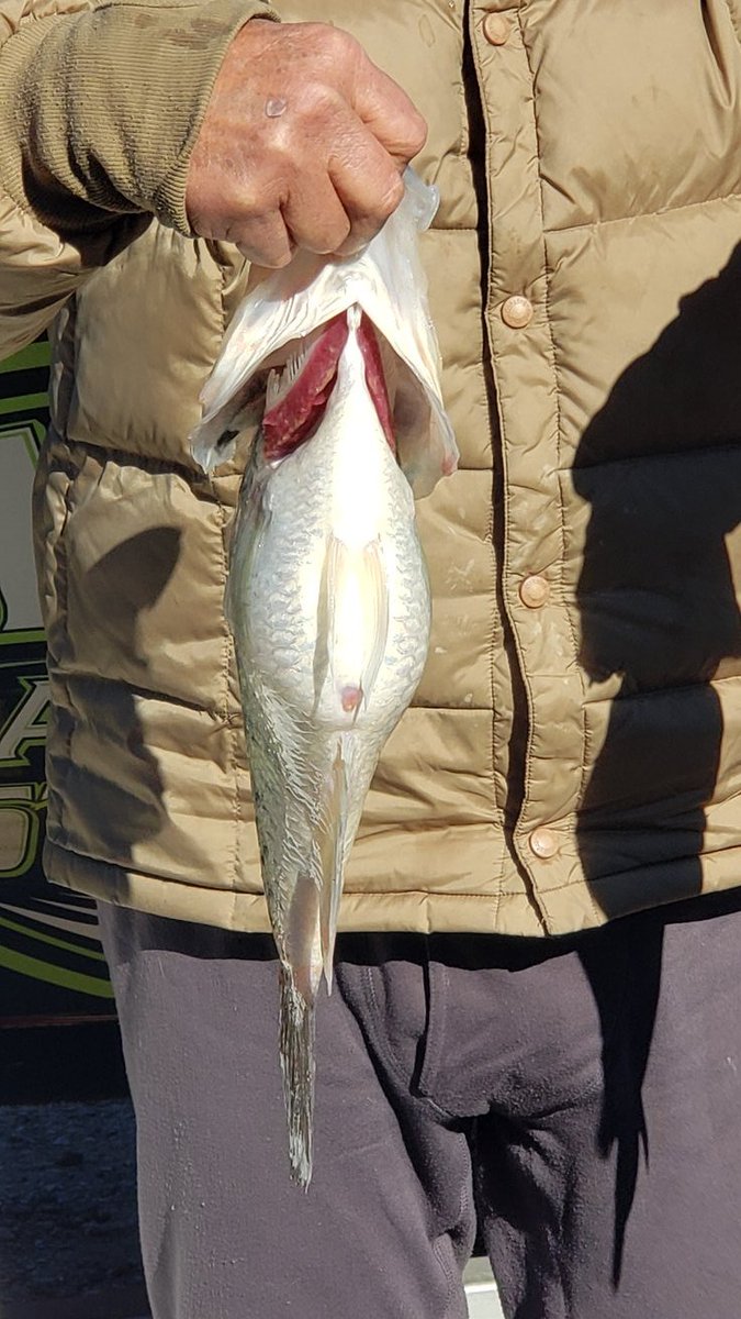CrappieCowboy's tweet photo. Grenada Lake Mississippi Crappie.  Big ol girl! 3.35lb https://t.co/iwZdk4QLPw