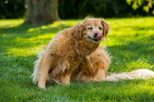 DoggosAll's tweet image. There are plenty of remedies that can help treat symptoms for more than one cause of irritated skin. Let's explore natural skin treatment for dogs.

#alldoggos #dogblog #naturalskintreatmentfordogs

alldoggos.com/3-remedies-nat…