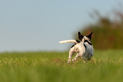 DoggosAll's tweet image. There is a way to decrease the likelihood that your loose dog gets hurt, and that is through dog recall training. However, what do we do when our loose dog ignores our recall?

#alldoggos #dogblog #dogrecalltraining

alldoggos.com/dog-recall-tra…