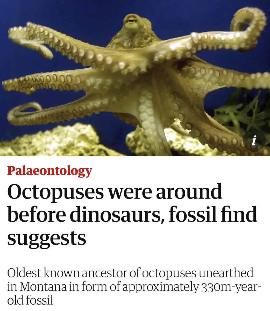 pro2tect's tweet photo. #SaveTheOctopus 🐙 https://t.co/WSyCI8FJxG https://t.co/o1gALzK7l6