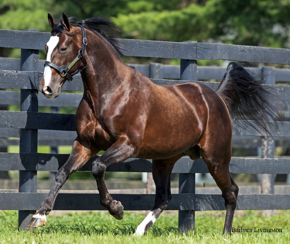 WoodlandsStudNZ's tweet photo. @greatwhiteblaze gets his 7th Indivdual 2yo winner in Australia this season as Lethal Louie gets the W @horshamtrots 
Congrats to breeders Galthorn Farm @Jennyga59648660 
#loveMeSomeLou https://t.co/Se3CXXQyl6