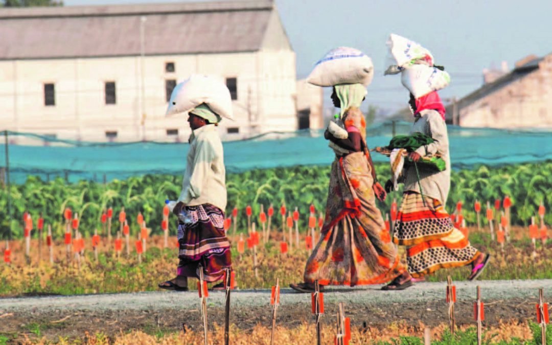 Grain Legumes and Dryland Cereals (GLDC) (@gldc_cgiar) on Twitter photo Experts present case studies evidencing the effectiveness of interventions to promote the use of <a href="/GLDC_CGIAR/">Grain Legumes and Dryland Cereals (GLDC)</a> crops by consumers & industry, drawing key lessons on what works in developing new scalable market opportunities for GLDC crops. bit.ly/3I7bmvi
#OneCGIAR <a href="/CGIAR/">CGIAR</a> Experts present case studies evidencing the effectiveness of interventions to promote the use of <a href="/GLDC_CGIAR/">Grain Legumes and Dryland Cereals (GLDC)</a> crops by consumers & industry, drawing key lessons on what works in developing new scalable market opportunities for GLDC crops. bit.ly/3I7bmvi
#OneCGIAR <a href="/CGIAR/">CGIAR</a>