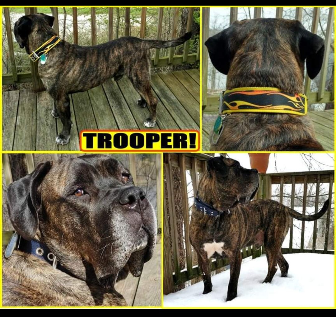 BLOCKYDOGS's tweet photo. Happy TROOPER Day!  Two whole years already! Trooper became a member of our family on March 13, 2020. I ❤️ my brindle T-Rex!🦖🐾
▫️▫️▫️
#blockydog #blockydogscollar #presa #presacanario #hotrodflames #rescuedog #tyrannosaurusrex #brindledog #customdogcollars https://t.co/p09ILeO34f