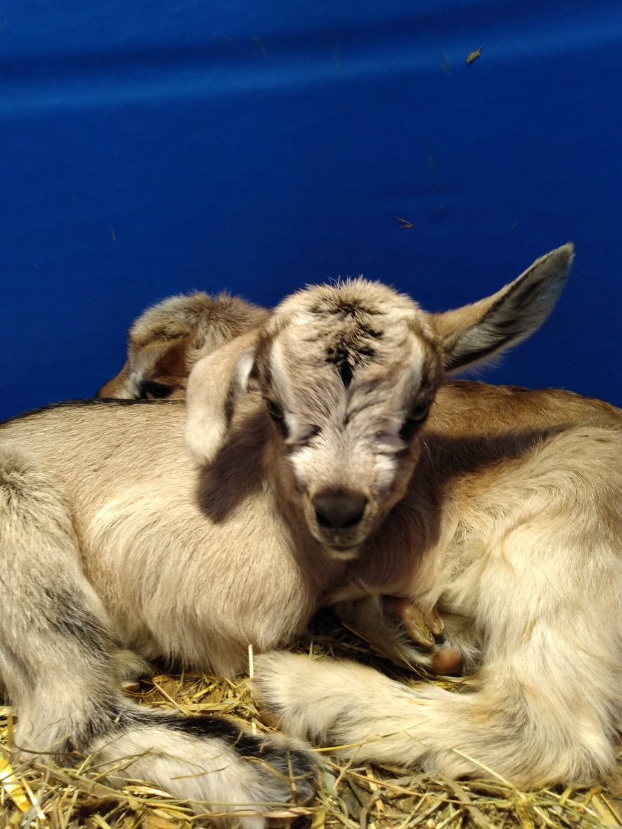 RedBarnLearning's tweet photo. A sure sign of spring 🐐❤️🌼 https://t.co/5CNh6GAfzA