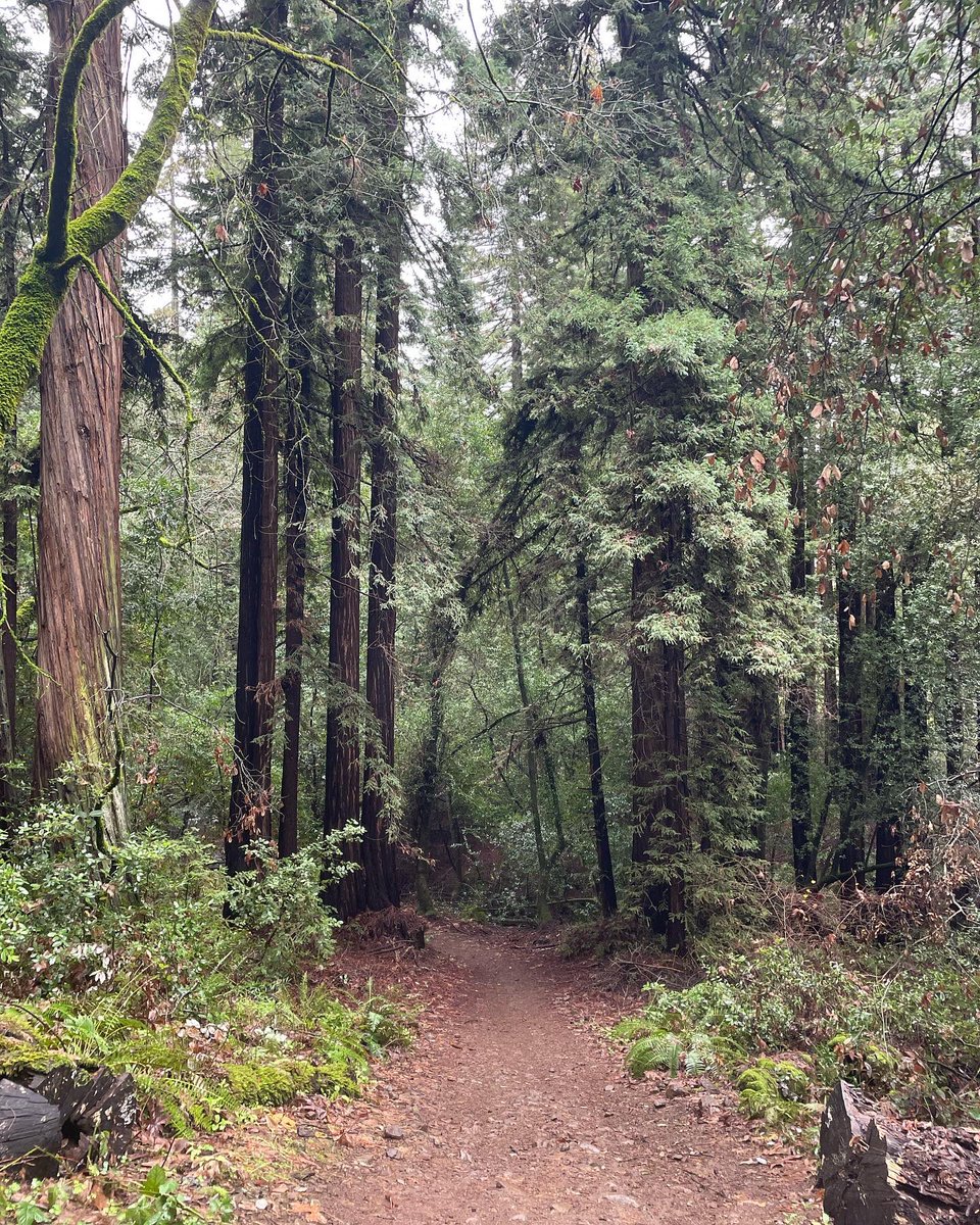 WineCountryTrek's tweet photo. Enjoying some magical Redwood forest moments #redwoods #hiking https://t.co/3cS2vVSn7s