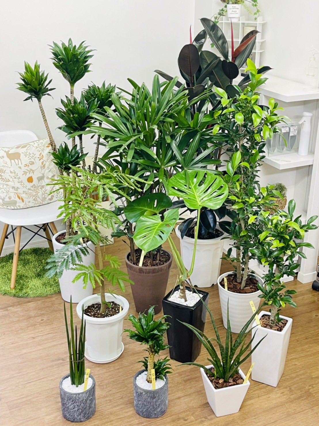 観葉植物のお店 E Ran Eran002 Twitter