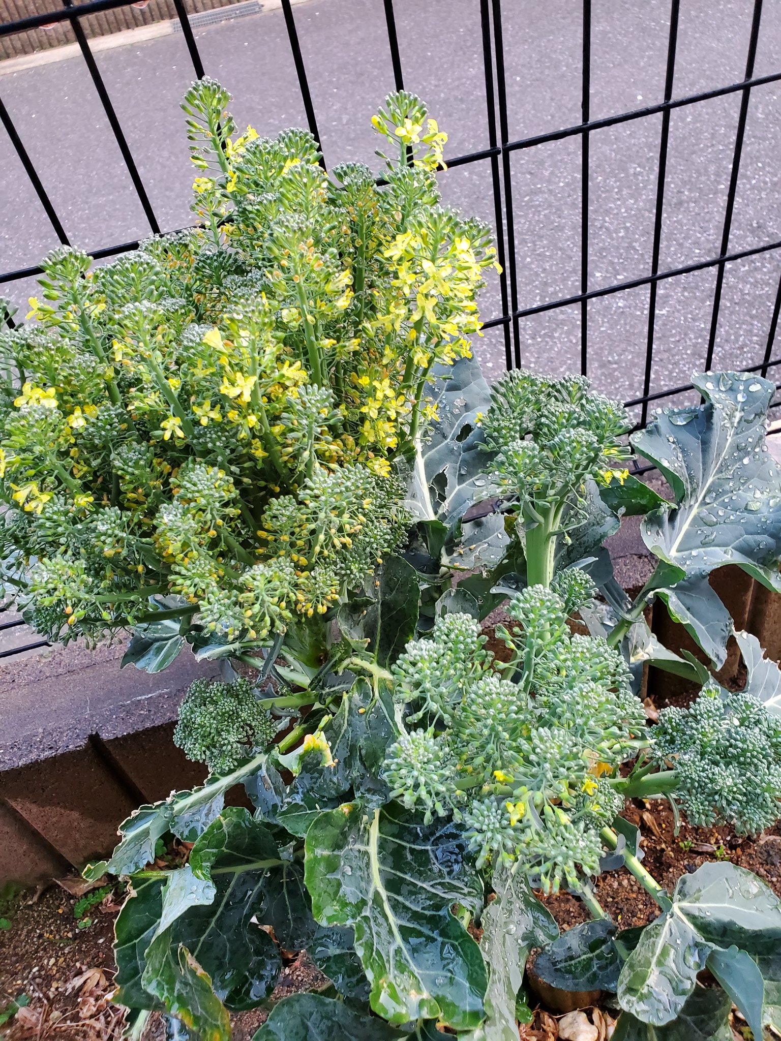 ブロッコリーの花 Twitter Search Twitter