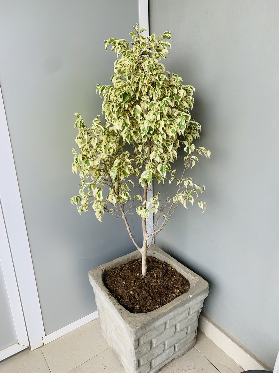 TimeTell_NG's tweet photo. Monday morning from the #TimeTellNetworks office. Let’s show some plants donated by our Partner-In-Progress, @KaandaShop - It has indeed added beauty to our workspace. Thank you https://t.co/Ys39T959Qa