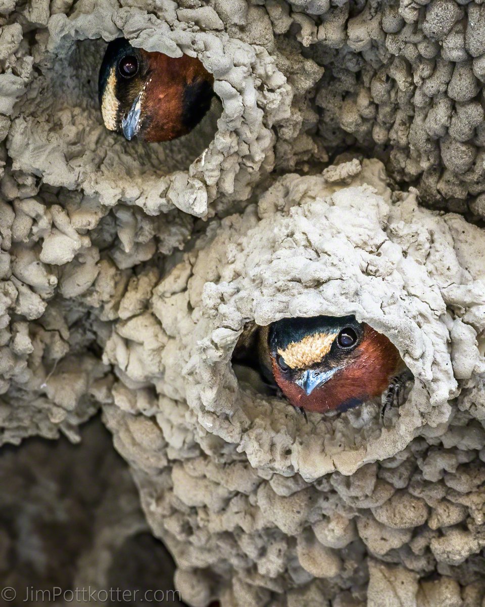 HappyPixr's tweet photo. Cliff Swallows migrate through or breed in most of North America, usually nesting in colonies along river banks with steep cliffs or under a highway overpass with water nearby. One mate will often stay back while the other forages. #birds #birding #birdwatching #naturephotography https://t.co/wxOFBfKkVD