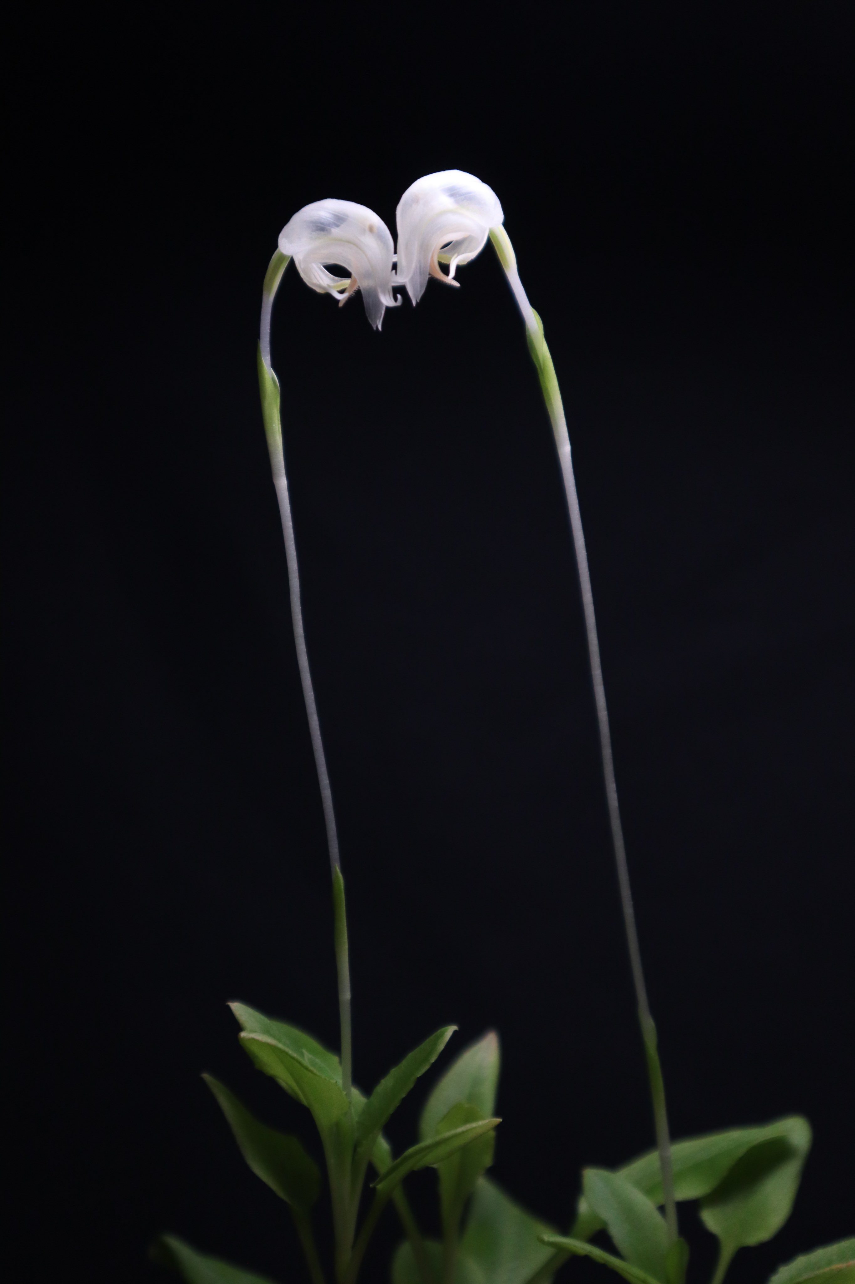 Tamanorigt Pterostylis Nutans Alba 寄り添う二輪の花 T Co Fptvfb4uby Twitter