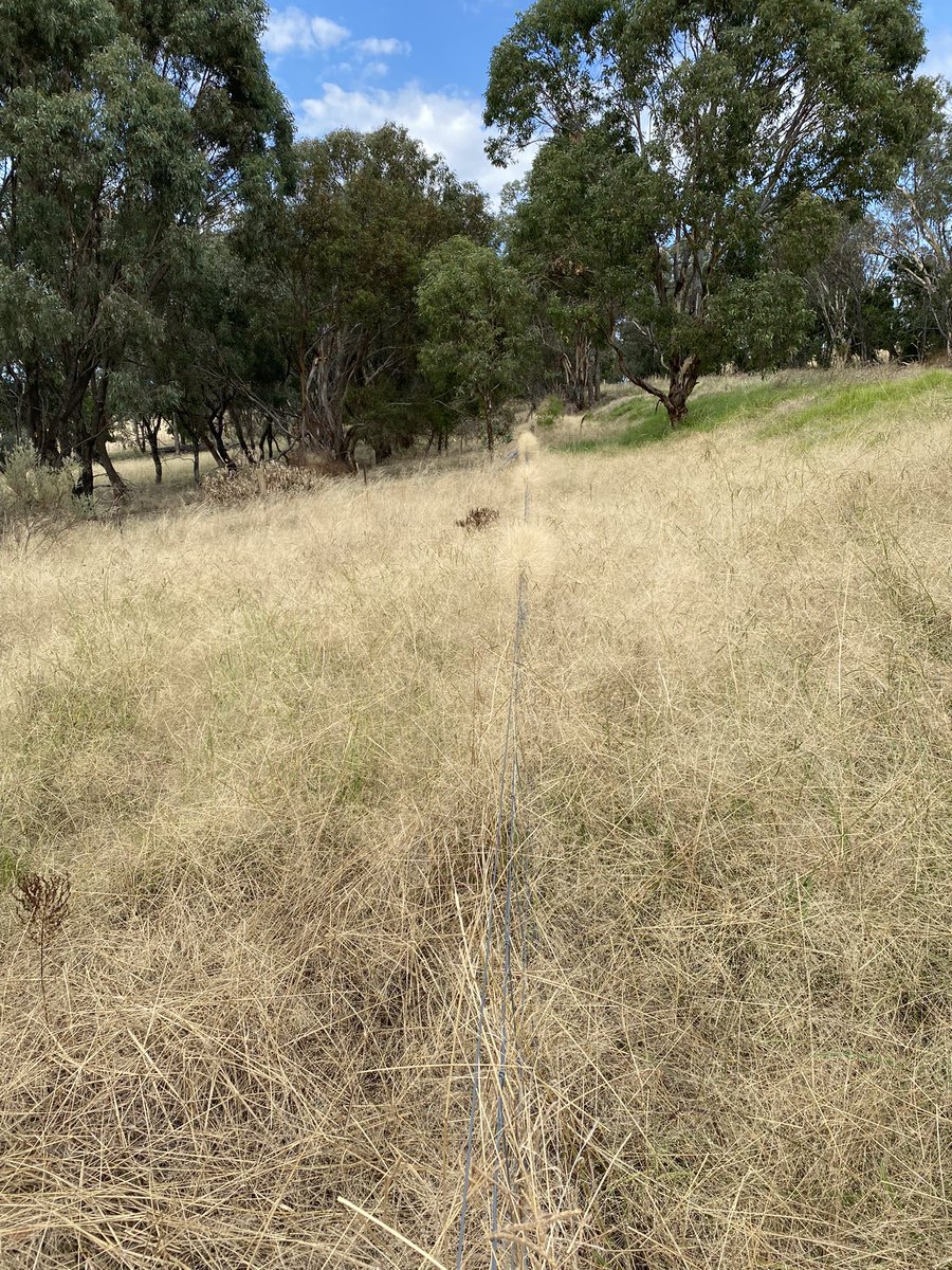 terngirl's tweet photo. DON’T PANIC! #Panicum #OzPlants https://t.co/hRo73OqZ93
