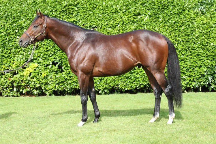 buyanom's tweet photo. 🔵🟠STALLION IN FOCUS🟠🔵

A nomination to 🟢MAKE BELIEVE🟢 is available on the website.
 
-> Sire of Gr1 Juddmonte International winner MISHRIFF.

-> Sire of 3 Group winners in 2021

-> Yearlings made up to 210,000gns

💻 Go online to make your offer 💻

@BallylinchStud https://t.co/0ppLZqOhjA