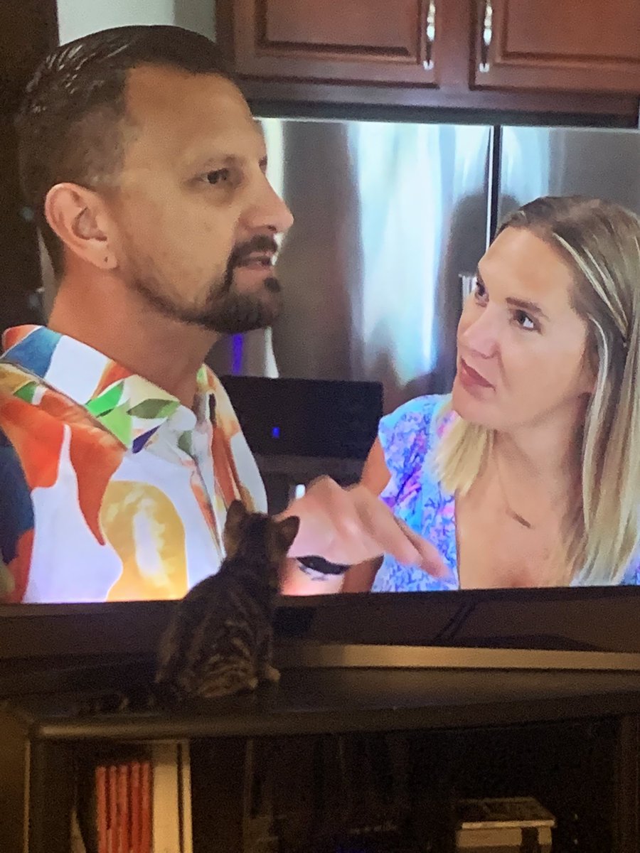 HeatherBenson75's tweet photo. Looks like Violet is a big @thetimtracker and @TheJennTracker fan! 💜🐱💜 #timtracker #kitten https://t.co/3HwshUYPm6