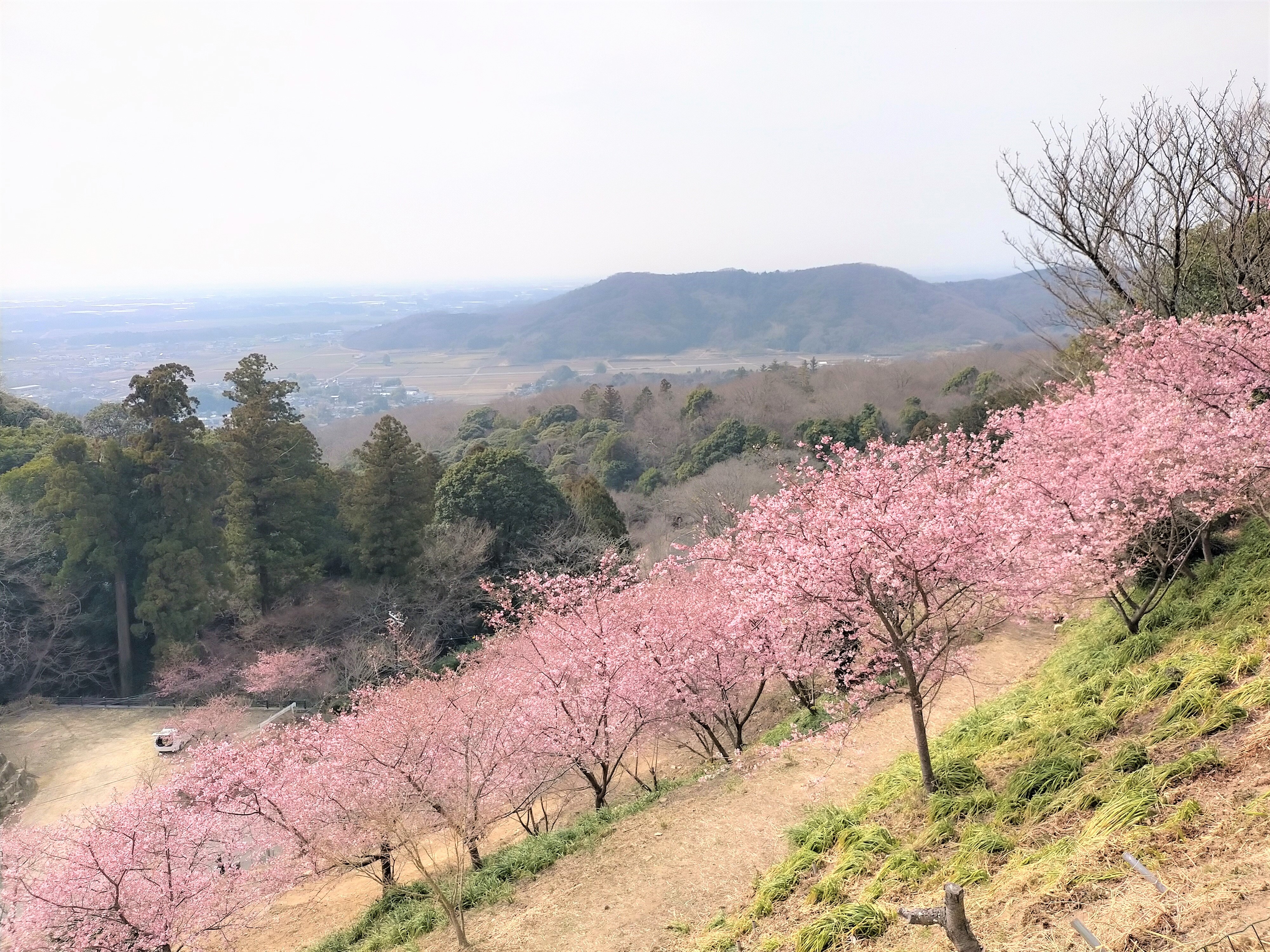 桜川市観光協会 雨引観音の河津桜が見頃を迎えています 眺望も最高の雨引観音 春の風や小鳥のさえずりが心地よく感じられます 雨引観音 雨引山楽法寺 河津桜 桜 茨城県 茨城観光 桜川の春 R4 3 13 撮影 T Co 4chupgzoip Twitter
