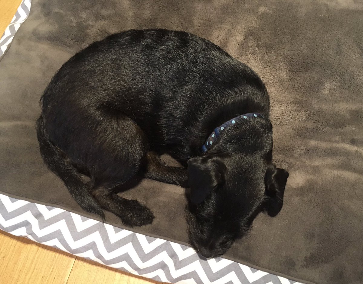 asifamhp's tweet photo. & back in the real world #PooPatrol πΆπ©βοΈ#AMHPhound #DogsLife #RestingAMHPhound
I prefer πππ» #AMHPadventure #AMHPonTourβοΈ
#DJAMHP & something about Mondayβ¦
https://t.co/lANZ9Z2Bnk https://t.co/cTOMxLeDmM