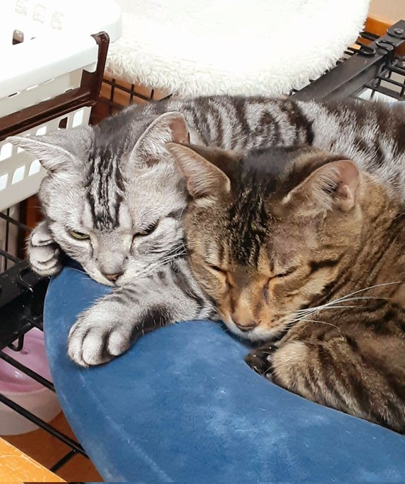 猫カフェちぐらのtwitterイラスト検索結果 猫カフェちぐらのtwitterイラスト検索結果