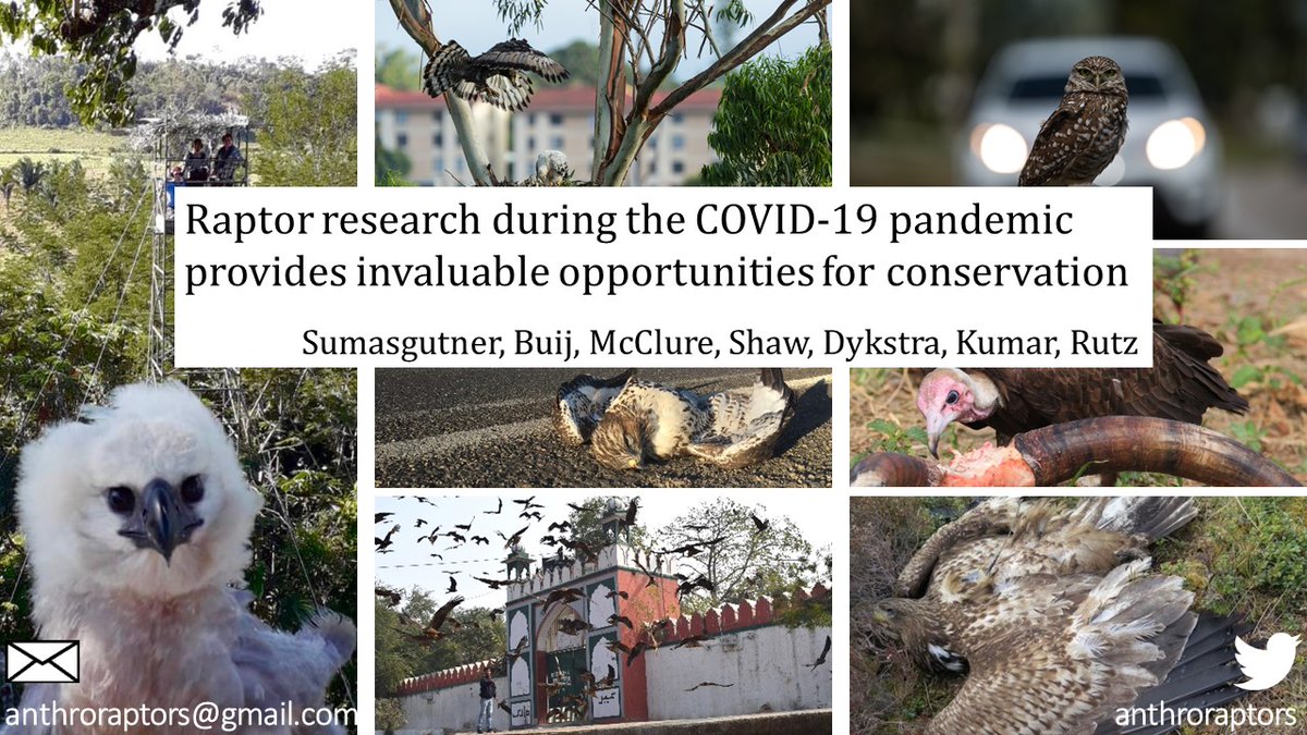 Raptor researchers! 🦉🦅

Please fill out this 5-min survey of my colleague <a href="/PeSumas/">Petra Sumasgutner</a> to assess global raptor monitoring efforts and gaps 👇👇👇
docs.google.com/forms/d/e/1FAI…

PLS share - thank you! 😎👍
<a href="/_BTO/">BTO</a> <a href="/rinkitagurav/">Rinkita Gurav</a> <a href="/RaptorEcologist/">Bronwyn Isaac, PhD</a> #conservation #ecology #AcademicTwitter