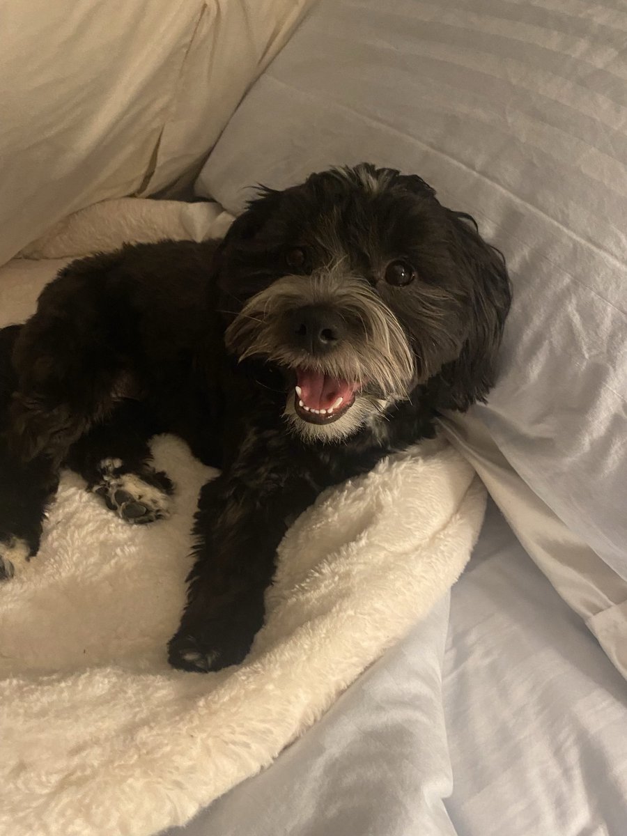 jjunieb's tweet photo. @AdamParkhomenko Jack, Ralph, Ollie. I named none of them 😆 https://t.co/EgCqpPacoe