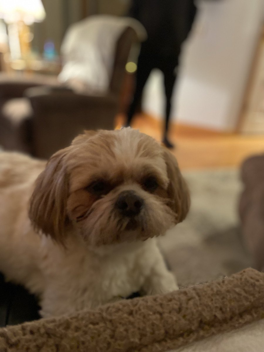 jjunieb's tweet photo. @AdamParkhomenko Jack, Ralph, Ollie. I named none of them 😆 https://t.co/EgCqpPacoe