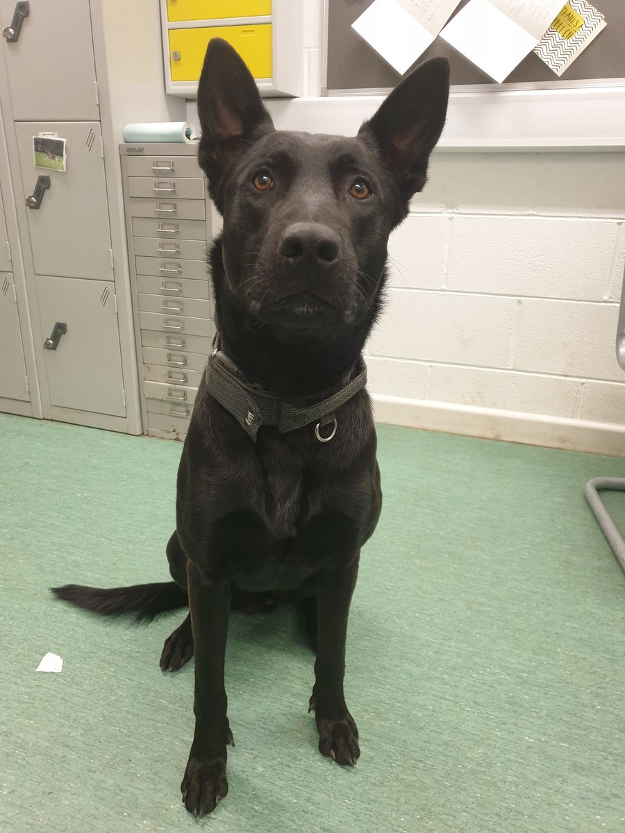 CornwallDogs's tweet photo. PD Bond located and detained a suspect for drink drive who was trying to hide underneath a car, he then assisted units with a public order situation and quickly cleared everyone off. Excellent work..Mr Bond. https://t.co/DHm7urksJD