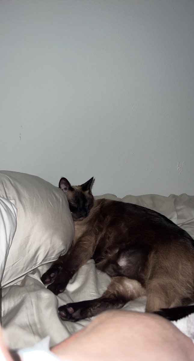 Mando_theStronk's tweet photo. Güd sleeps https://t.co/5N0NjEikWT