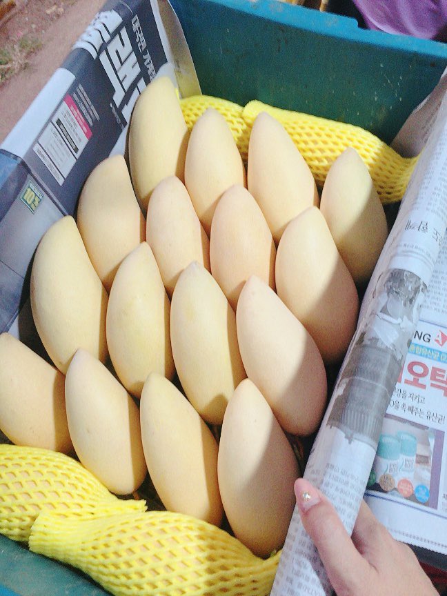 น้องมะม่วงกวน🥭🥭 tweet media