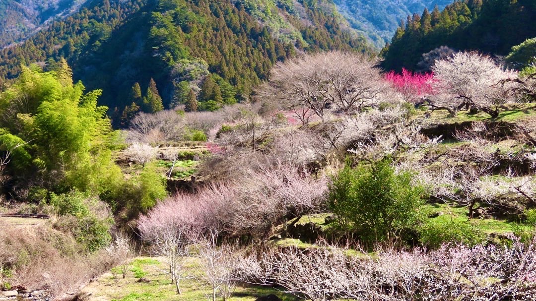 川売の梅 Twitter Search Twitter