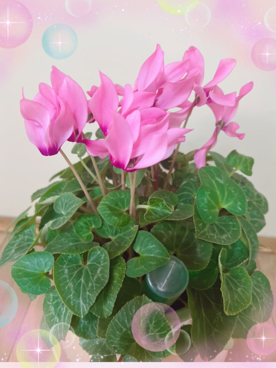 army_bts_s38s's tweet image. 今日はポカポカ日和で……
メッチャ☀( *¯ㅿ¯*)暑っ💦
そんな中……クリスマスにDママからもらったシクラメンもそろそろお花が終わりそうで……葉っぱだらけになってきた🤨
また今年のクリスマスに綺麗な花が咲くように御手入れ頑張ろう🤩🥰😋👍💕

#シクラメン好き
#BTSARMY