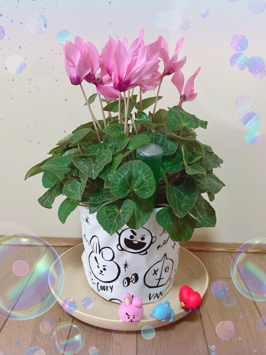 army_bts_s38s's tweet image. 今日はポカポカ日和で……
メッチャ☀( *¯ㅿ¯*)暑っ💦
そんな中……クリスマスにDママからもらったシクラメンもそろそろお花が終わりそうで……葉っぱだらけになってきた🤨
また今年のクリスマスに綺麗な花が咲くように御手入れ頑張ろう🤩🥰😋👍💕

#シクラメン好き
#BTSARMY