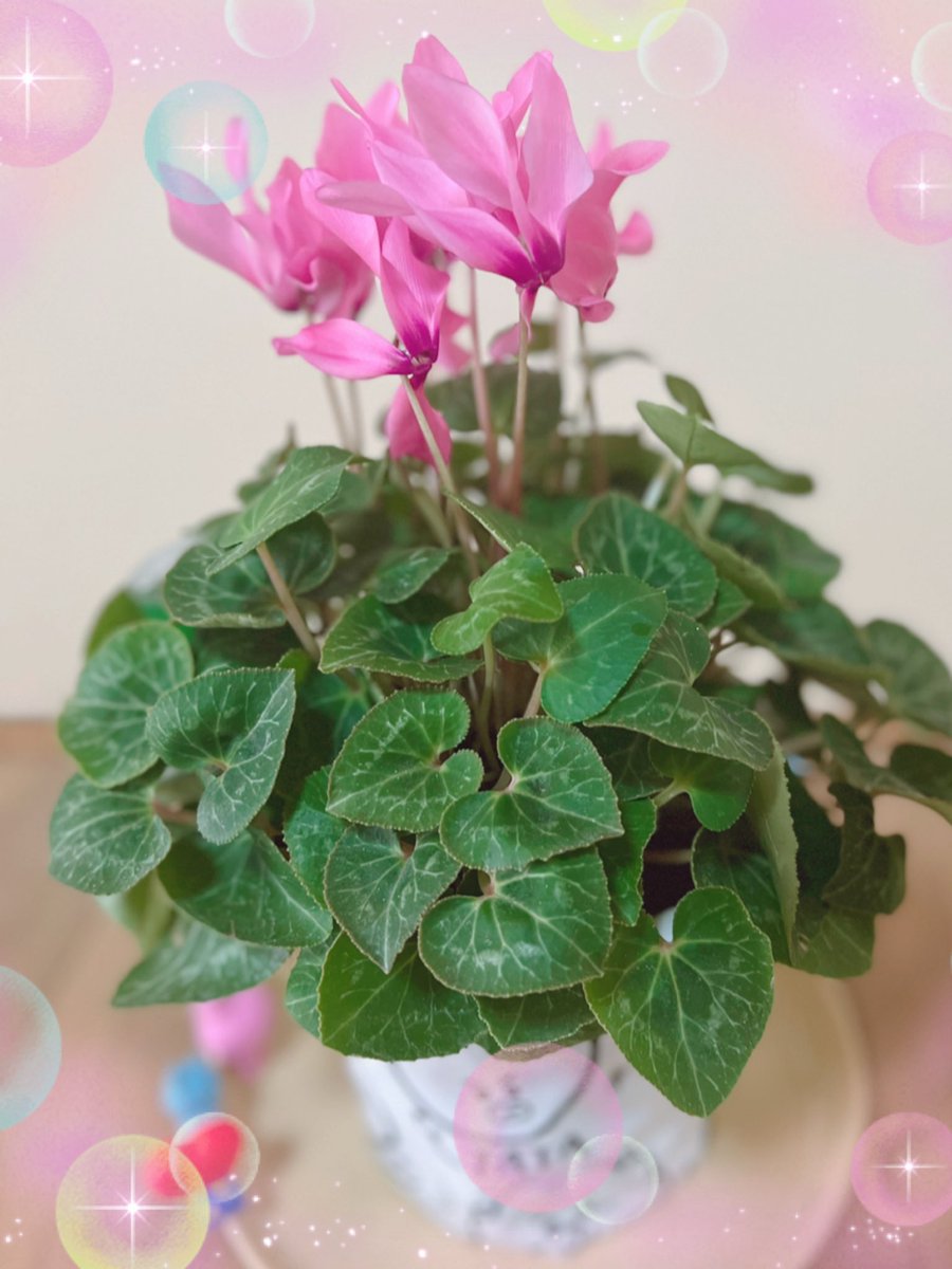 army_bts_s38s's tweet image. 今日はポカポカ日和で……
メッチャ☀( *¯ㅿ¯*)暑っ💦
そんな中……クリスマスにDママからもらったシクラメンもそろそろお花が終わりそうで……葉っぱだらけになってきた🤨
また今年のクリスマスに綺麗な花が咲くように御手入れ頑張ろう🤩🥰😋👍💕

#シクラメン好き
#BTSARMY