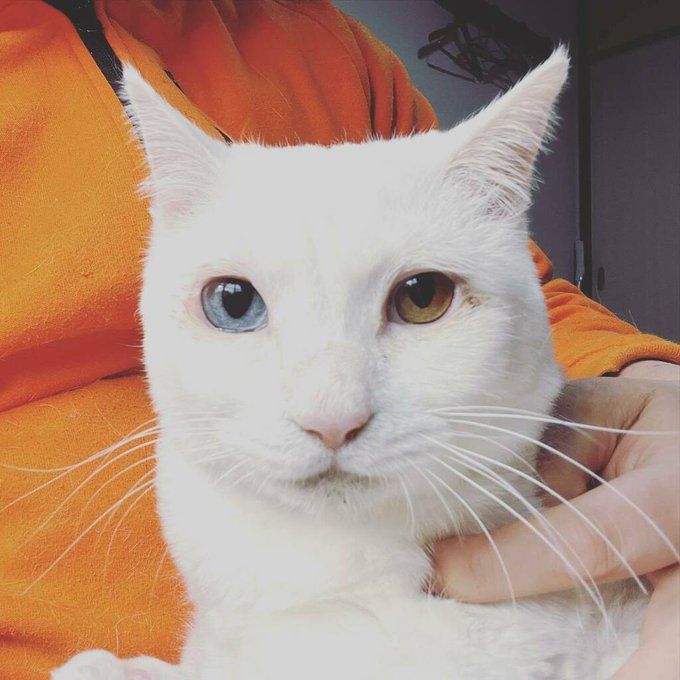 奥目の宝石を輝かせる 2314 ねこかます