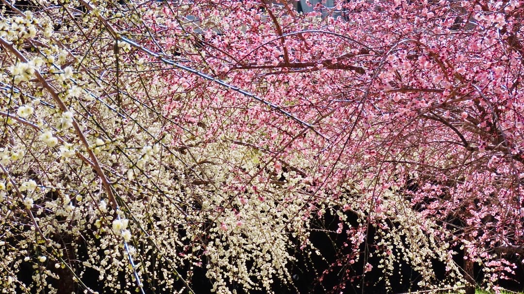 川売の梅 Twitter Search Twitter