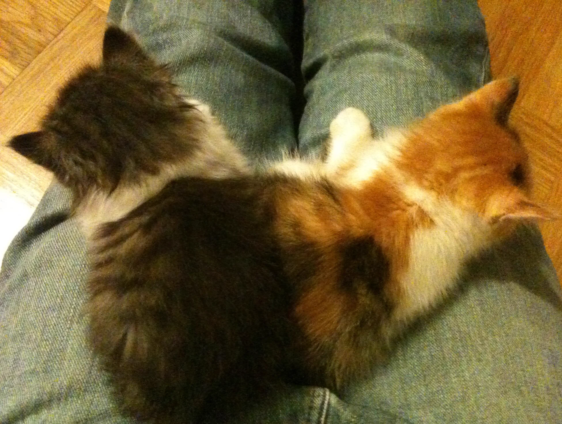 @kamatamiwa 猫ですが、ハート型(のつもり)もご査収下さい。 