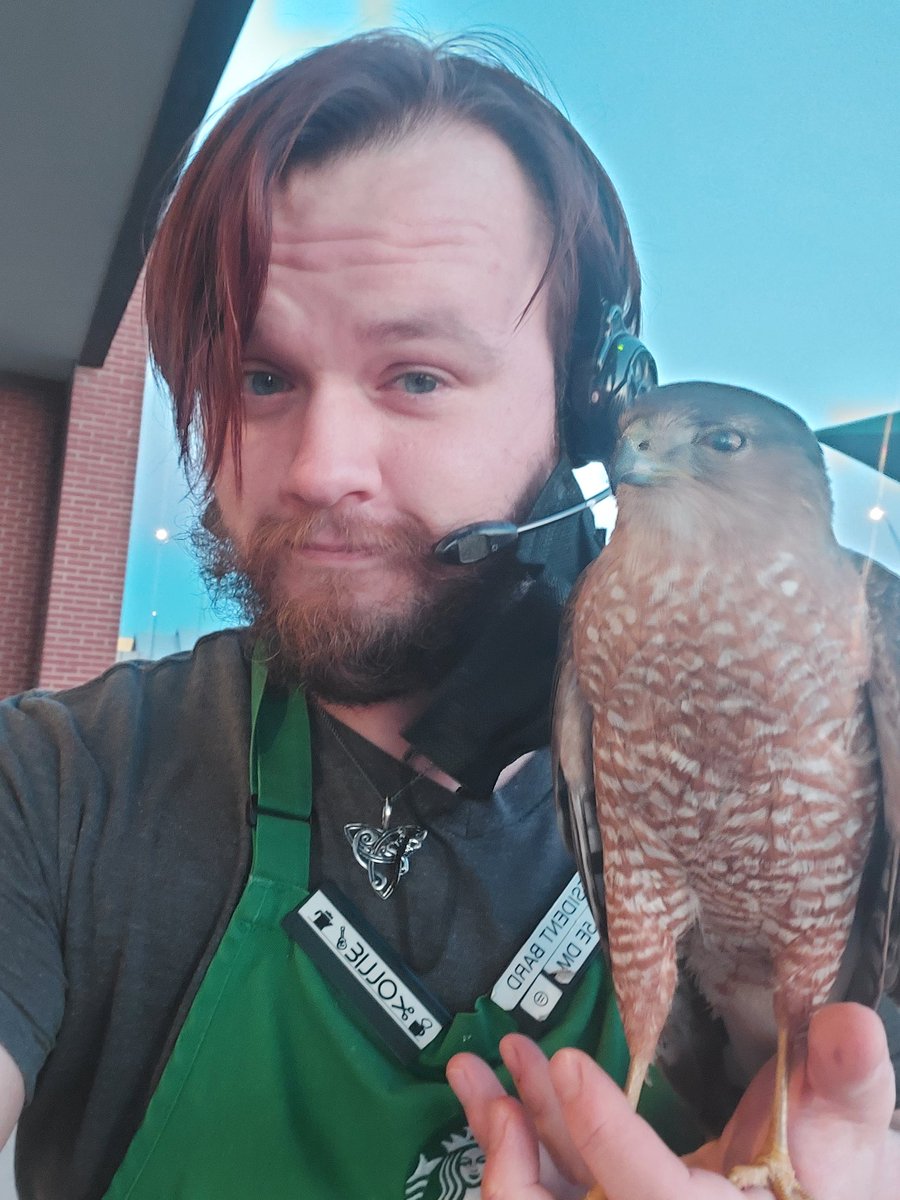 Pippogriff's tweet photo. Look who flew into our window at work and got dazed from the impact? Took them a bit to get their bearings, but this sweet raptor got some scritches and warm snuggles while they got ready to fly north. #CaptainFalcon #MaybeHawk #BirdsSeenIn2022 #Starbucks #Bestof2022 #Birb https://t.co/6MX72pk3FB