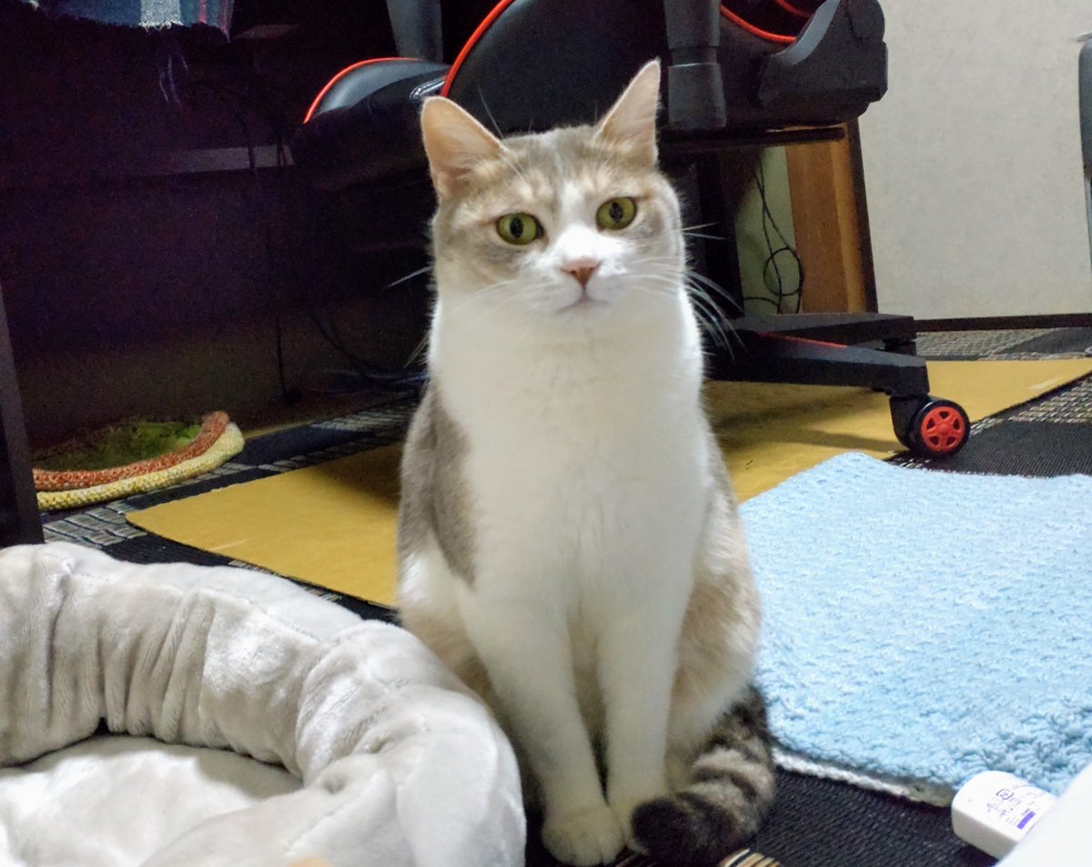 Jeppikachu's tweet photo. Hikari giving me @janjanjan #facecrack realness https://t.co/j87ieyqaDp