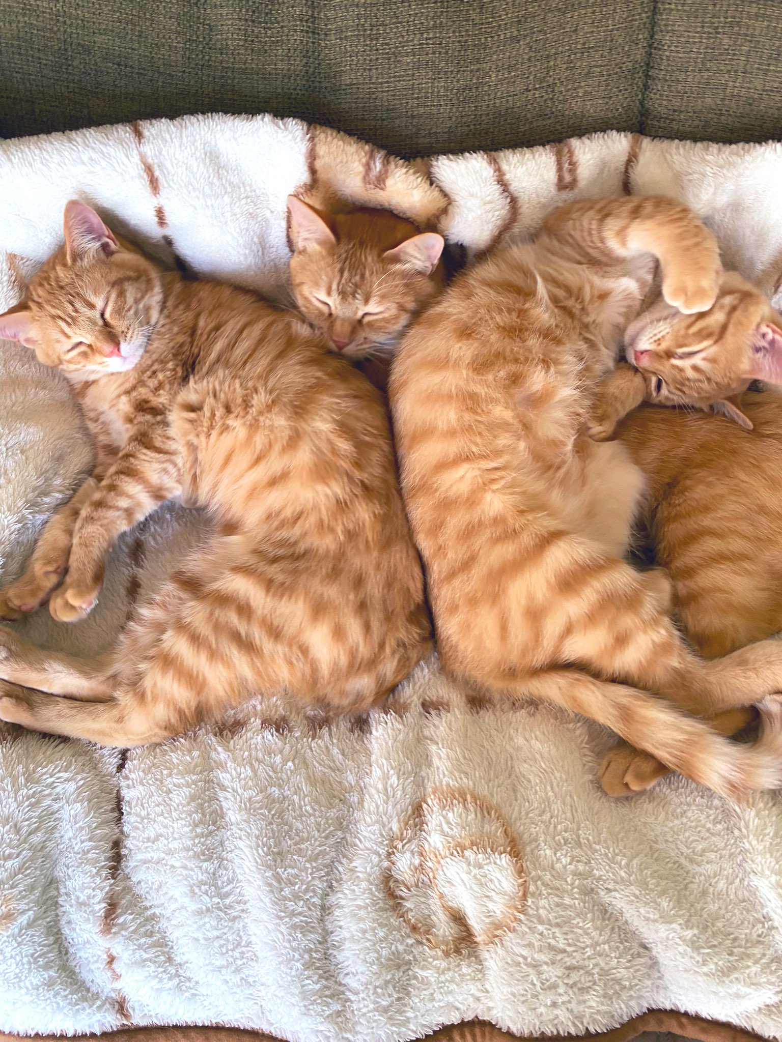 ふんばり親子猫 茶トラ 茶トラちゃん♡3匹♡ on X: 