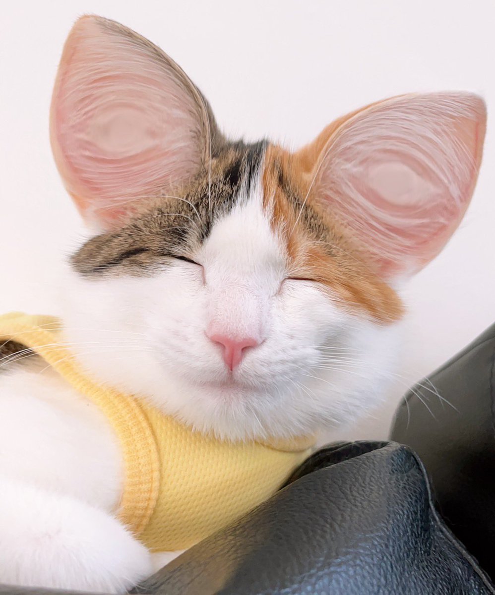 chokin1129's tweet photo. 耳でかにゃんこ😊

#猫好きさんと繋がりたい https://t.co/6MPhU4qxqe