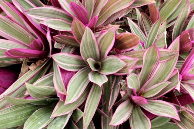 タネのタキイ通販 公式 おはようございます 誕生花シリーズリニューアル 本日の誕生花 ムラサキオモト 花言葉 旅行 航海 本日も素敵な１日になりますように T Co Ey6fkhexqd Twitter