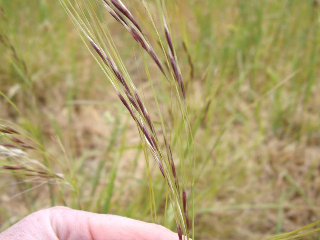 MRC_org_nz's tweet photo. Farm and Vineyard owners: Update on Biocontrol &amp; biosecurity on farm and vineyard on managing Chilean Needle Grass and Nasella Tussock , 20/4, 2-4:30pm, Seddon. 
@MarlDistCouncil, @nzwine, @LincolnUniNZ, @landcaretrust, @NZBeefLamb  
Please register at https://t.co/uzrRjVmlaf https://t.co/PTXed1g024
