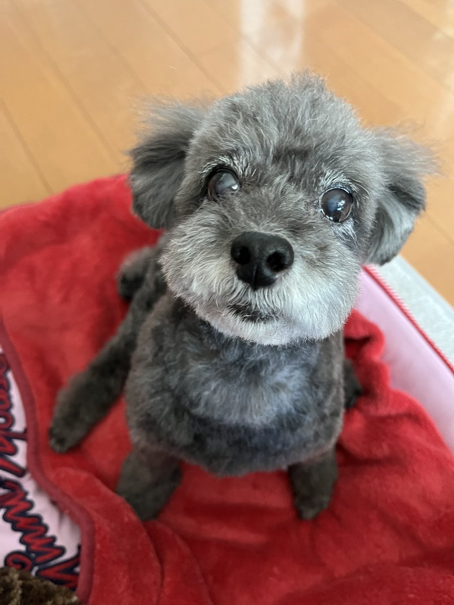 aspico65's tweet photo. トリミング行って
サッパリパリパリ🎵

#トイプードル
#13歳
#ヒト年齢だと68歳 https://t.co/CoXte8WHJG