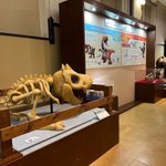 ポケモンと古生物を見比べられる？国立科学博物館「ポケモン化石博物館」!
